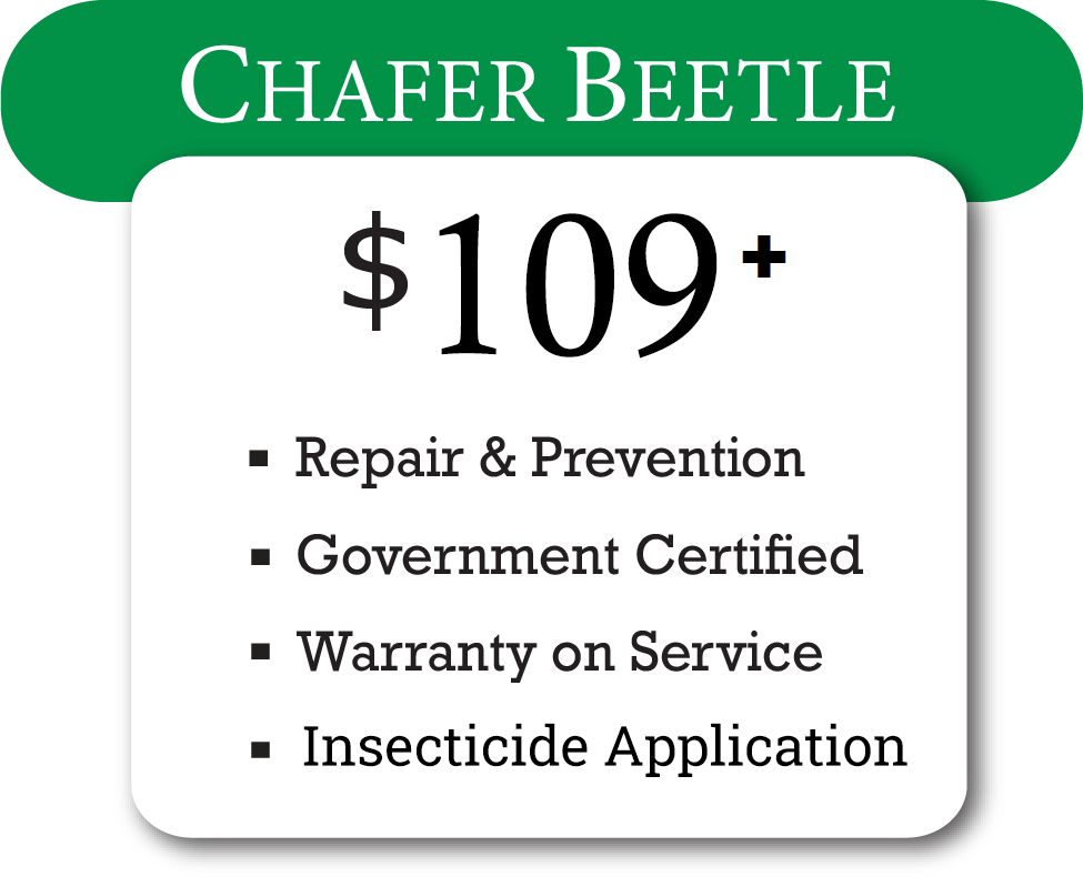 chafer-image updated