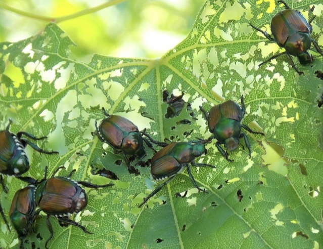 japanese beetles vancouver